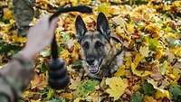 Ein sitzender Hund fixiert mit seinen Augen ein Hundespielzeug, das ihm ein Soldat hinhält