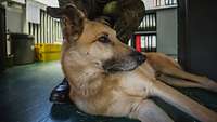 Ein Hund liegt unter einem Schreibtisch zu Füßen eines Soldaten.