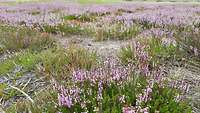 Violett blühendes Heidekraut auf einer mageren Wiesenlandschaft.