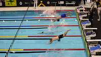 Mehrere Schwimmsportler springen von Startblöcken in ein Schwimmbecken.