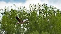Eine Wildgans in Flug