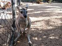 Gemeinsam im QRA-Bereich Ein Wallaby im Zoo von Darwin