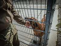 Zwingermeister streichelt Malinois Eine Person streichelt einen Diensthund, der in seinem Zwinger ist