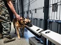 Ein Malinois trainiert das Erschnüffeln von Corona-Infektionen Ein Hund schnüffelt an mehreren Behältern im Beisein eines Soldaten.