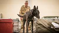 Ein Malinois untersucht Gepäckstücke Ein Diensthund schnüffelt an mehreren Gepäckstücke. Im Hintergrund steht ein Soldat, der ihn dabei beobachtet.
