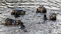 Soldaten schwimmen im Wasser mit Ausrüstung