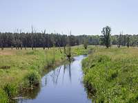 Naturlebensräume auf dem Truppenübungsplatz Jägerbrück Ein kleiner Bach fließt durch eine Landschaft.