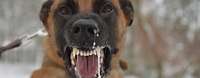 Ein Hund im Porträt fletscht die Zähne.