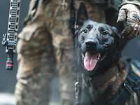 Ein Hund in Nahaufnahme schaut in die Kamera, hinter ihm steht ein bewaffneter Soldat.