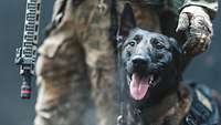 Diensthund vom Kommando Spezialkräfte Ein Hund in Nahaufnahme schaut in die Kamera, hinter ihm steht ein bewaffneter Soldat