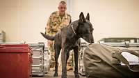 Ein Spürhund schnüffelt an einem Gepäckstück. Hinter ihm steht ein Soldat.