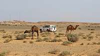 Patrouille in der Westsahara Zwei Kamele und ein UN-Jeep in der Wüste