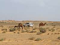 Patrouille in der Westsahara Zwei Kamele und ein UN-Jeep in der Wüste