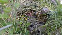 Ein Soldat mit Gewehr liegt unter viel Tarnmaterial und schaut mit einem Fernrohr ins Gelände.