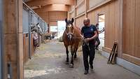 Ein Mann geht mit einem Pferd in einer Stallung