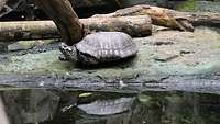 Eine Schildkröte mit angehobenem Kopf vor einem künstlichen Teich.