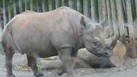 Ein Nashorn in einem Auslaufgehege vor Holzstämmen.