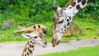 Eine Giraffenmutter schaut ihr Kind an