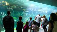 Die Angehörigen stehen vor einem großen Aquarium und schauen sich die Fische an.