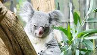 Ein Koala sitzt auf einem Baum und schläft