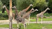 Mehrere Giraffen stehen auf einer Wiese