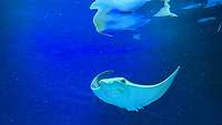 Ein Kuhnasenrochen spiegelt sich in der Scheibe des Aquariums