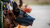 Mehrere Hunde mit einem Maulkorb stehen neben ihrem Hundeführer. 