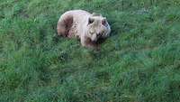 Ein Bär liegt im Gras und ruht. 