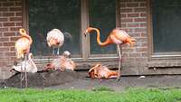 Sechs Flamingos stehen auf einer Wiese.
