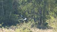 Ein Schützenpanzer versteckt sich im Dickicht an einer Waldkante.