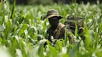 A camouflaged soldier between tall cornstalks