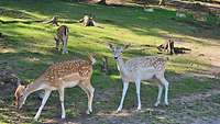 Zwei freilaufende Rehe kamen idyllischen Wildparadies dicht heran.