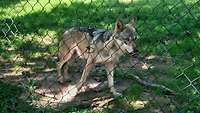 Ein Wolf läuft hungrig durch das Gehege und wartet auf seine Fütterung.