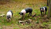 Drei schwarz-weiße Schweine stehen auf einer Wiese.