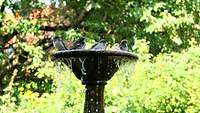Fünf Hausspatzen baden in einem Brunnen.