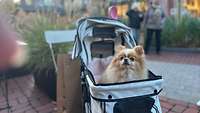 Ein kleiner Hund mit dichtem Fell sitzt in einem Kinderwagen.