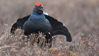 Ein balzender Birkhahn in der Heide