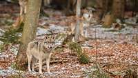Ein Wolf in einem Wald. Laub liegt auf dem Boden unter einer leichten Schneedecke