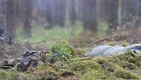 Soldaten ziehen im Wald liegend die Köpfe ein