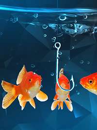 Drei Goldfische schwimmen um einen Hacken herum.
