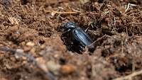 Eine großer schwarzer Käfer krabbelt aus der Erde