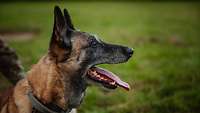 Ein Hund schaut zur Seite.