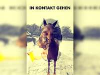 In Kontakt gehen Überblendung eines Menschen und eines Esels