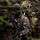 Ein vermummter Soldat steht in einem Wald mit einem großen Rucksack auf dem Rücken.