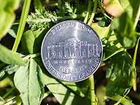 Nickel on the Grass Eine 5-Cent Münze liegt im Gras.