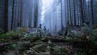 Mehrere Zelte stehen im Wald bei Dämmerung
