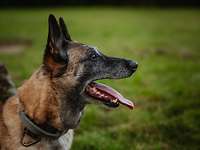  A dog looks to the side.