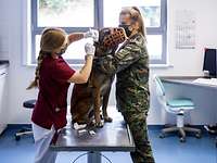 A dog wearing a muzzle is standing on an examination table receiving an injection. A female soldier is holding him down.
