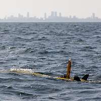 Zum Schutz von Unterwasserinfrastruktur fährt eine gelbe Unterwasserdrohne an der Wasseroberfläche