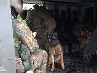 Drei Soldaten und zwei Hunde im Innenraum eines Hubschraubers.